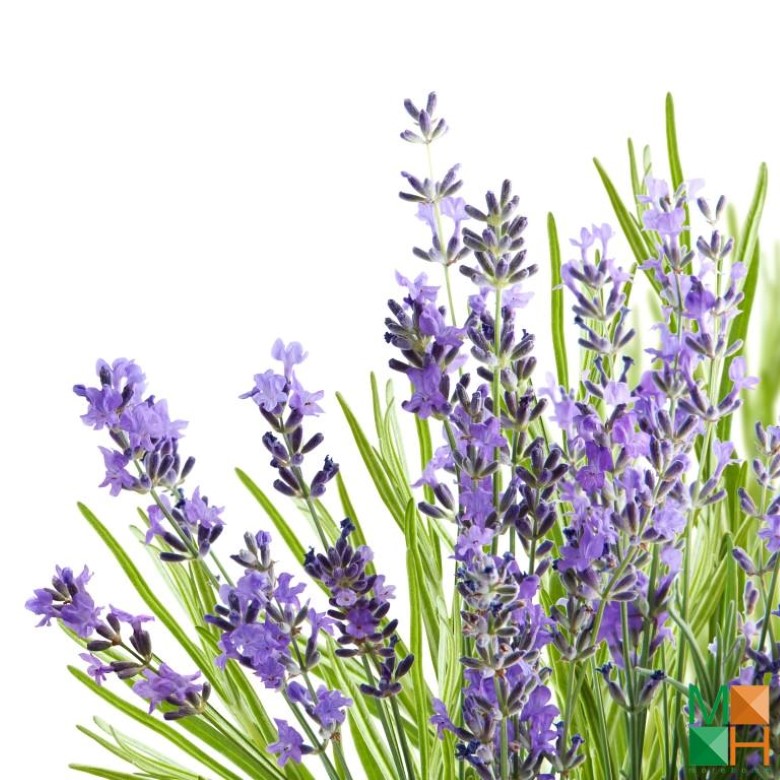 Tranh dán tường hoa lavender tại Đồng Tâm, Hai Bà Trưng, Hà Nội FW - 235